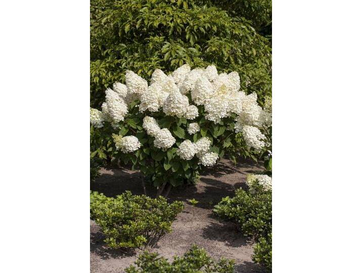 Pflanzen für Dich Gehölze Hydrangea pan. Silver Dollar, 1 St., Rispenhortensie, weiß, Sorte: Topf / Container 100-125 cm von OTTO