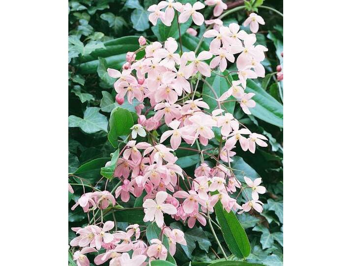 Pflanzen für Dich Kletterpflanze Clematis armandii Apple Blossom, 1 St., Clematis, Waldrebe, immergrün, duftend, Sorte: Topf / Container 100-150 cm von OTTO