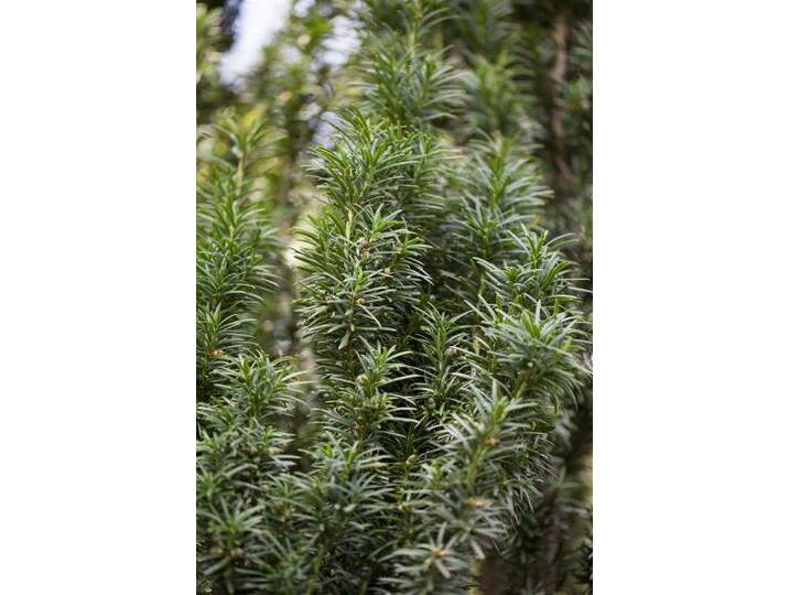 Pflanzen für Dich Konifere Taxus media Nixe, 1 St., Becher-Eibe, Hybrid-Eibe, immergrün, schnittverträglich, Sorte: Topf / Container 100-125 cm von OTTO