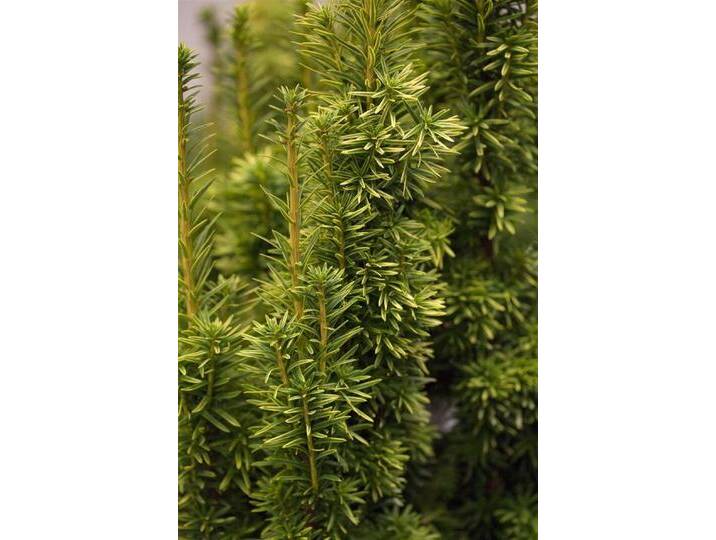 Pflanzen für Dich Konifere Taxus media Stefania, 1 St., Becher-Eibe, dichtwachsend, immergrün, Sorte: Topf / Container 80-100 cm Pflanzen für Dich Konifere Taxus media Stefania, 1 St., Becher-Eibe, dichtwachsend, immergrün, Sorte: Topf / Container 80-100 cm von OTTO