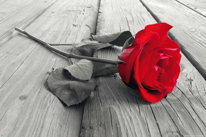 Poster Blumen - Poster - Rote Rose Colourlight von OTTO