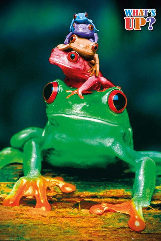 Poster Frogs - Poster - Colours Poster Frogs - Poster - Colours von OTTO