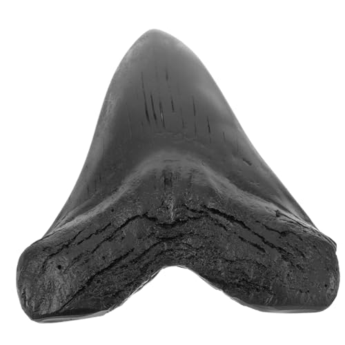 OUNONA Megalodon-zahnfossil Nachbildung Eines Haifischzahns des Meereslebens Megalodon-zähne Haifischzähne Figur Megalodon-haiezähne Meerestierzahn Ornamente Haushalt Student von OUNONA