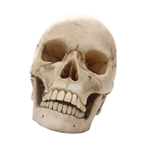 OUOULAJY Realistischer menschlicher Totenkopf-Nachbildung, Kunstharz, 1:1, Lebensgröße, Requisite von OUOULAJY