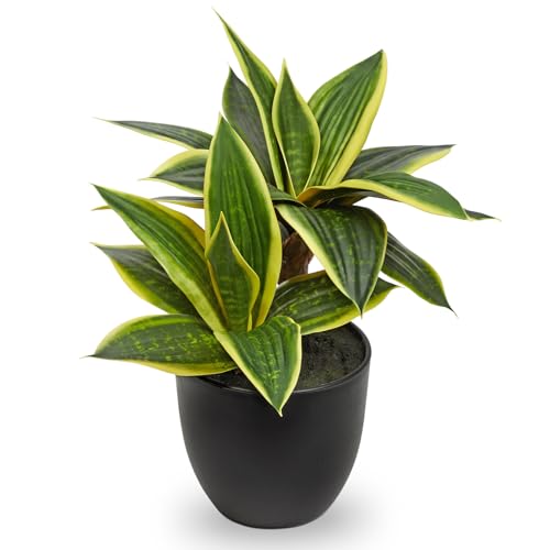 2 Köpfe Sansevieria Kunstpflanze Kunstpflanze Kleine Zimmerpflanze, künstliche Schlangenpflanze, Kunstpflanzen wie echt für Home Schreibtisch Badezimmer Schlafzimmer Wohnzimmer Dekoration, Höhe 30cm 2 Köpfe Sansevieria Kunstpflanze Kunstpflanze Kleine Zimmerpflanze, künstliche Schlangenpflanze, Kunstpflanzen wie echt für Home Schreibtisch Badezimmer Schlafzimmer Wohnzimmer Dekoration, Höhe 30cm von Oairse