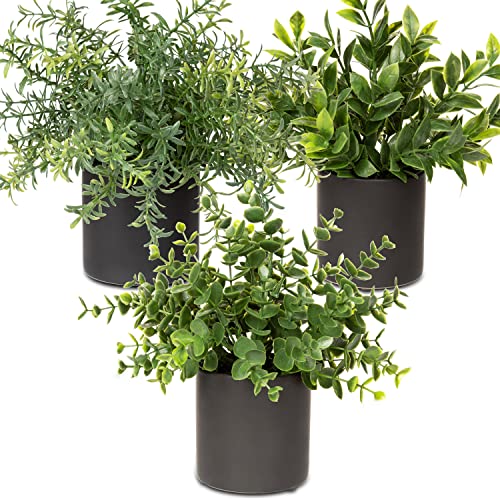 Oairse 3er Set Kunstpflanzen im Topf, kunstpflanzen wie echt mit Keramiktopf, eukalyptus Mini künstlich rosmarin Pflanze für deko Wohnzimmer Zimmer tischdeko Badezimmer Schreibtisch Küche Garten Deko Oairse 3er Set Kunstpflanzen im Topf, kunstpflanzen wie echt mit Keramiktopf, eukalyptus Mini künstlich rosmarin Pflanze für deko Wohnzimmer Zimmer tischdeko Badezimmer Schreibtisch Küche Garten Deko von Oairse