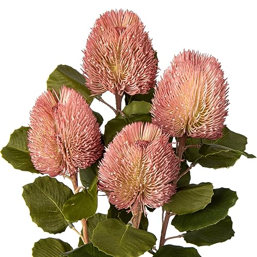 Oairse 4er-Set Künstliche Banksia Blume Kunstblumen Banksia Dekoration Künstliche Burgundy Dekoration für Herbstdeko Heimdekoration, Hochzeit, Garten Party Dekoration Blumenarrangement, Rosa von Oairse