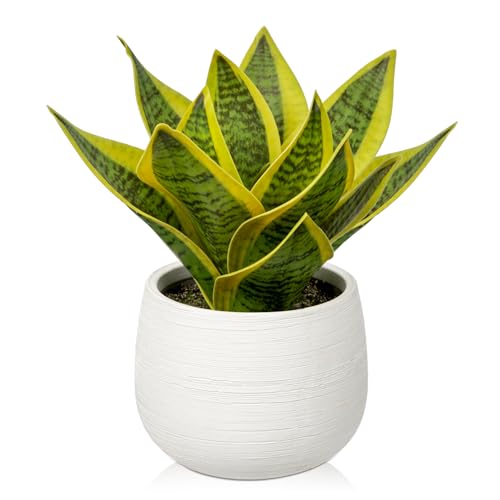 Sansevieria Kunstpflanze im Keramiktopf, kleine Zimmerpflanze, künstliche Schlangenpflanze, Kunstpflanzen wie echt Perfekt für Badezimmer Schlafzimmer Home Office Dekoration, Höhe 20cm von Oairse