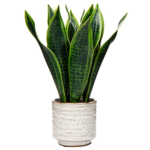 Sansevieria Kunstpflanze im Keramiktopf, kleine Zimmerpflanze, künstliche Schlangenpflanze, Kunstpflanzen wie echt Perfekt für Badezimmer Schlafzimmer Home Office Dekoration, Höhe 31cm von Oairse