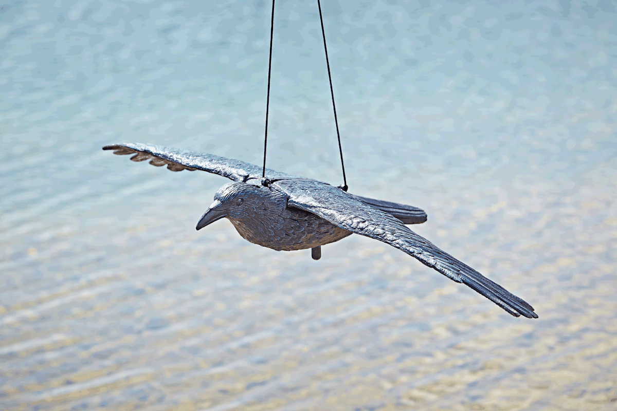 Oase Rabe fliegend Oase Rabe fliegend von Oase