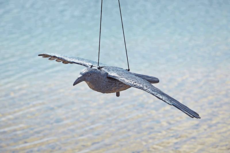 Oase Rabe fliegend von Oase