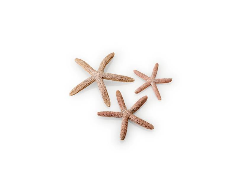 biOrb Seesterne Set 3 natural (48357) von biOrb