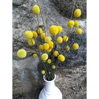 Gelbe Billy-Kugel Getrocknete Craspedia Billy-Ball-Bündel Blumen Billy-Ball-Blumen Diy Blumendeko Billy-Ball-Bundle Gelbe Billy-Kugel Getrocknete Craspedia Billy-Ball-Bündel Blumen Billy-Ball-Blumen Diy Blumendeko Billy-Ball-Bundle von Oaze