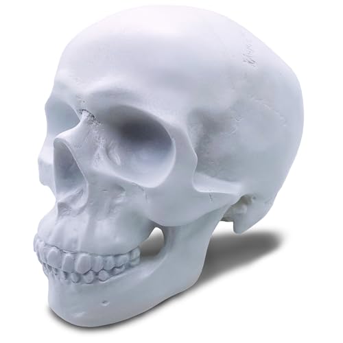 Objectz Totenkopf Deko, Skelettschädel Dekoration - auch als Spardose nutzbar (Weiß) von Objectz