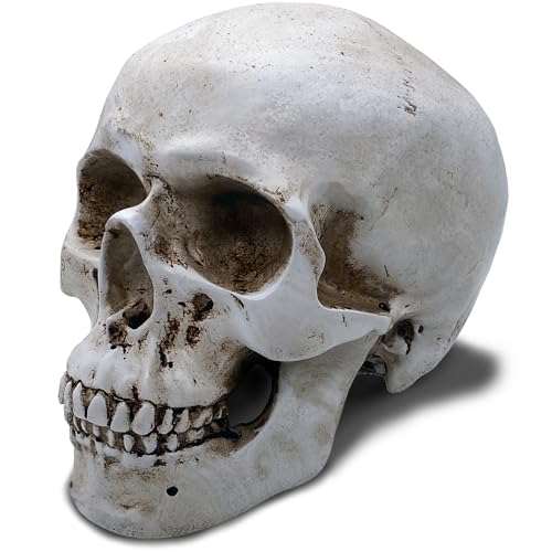Objectz Totenkopf Deko, Skelettschädel Dekoration - auch als Spardose nutzbar (Weiß Antik) von Objectz