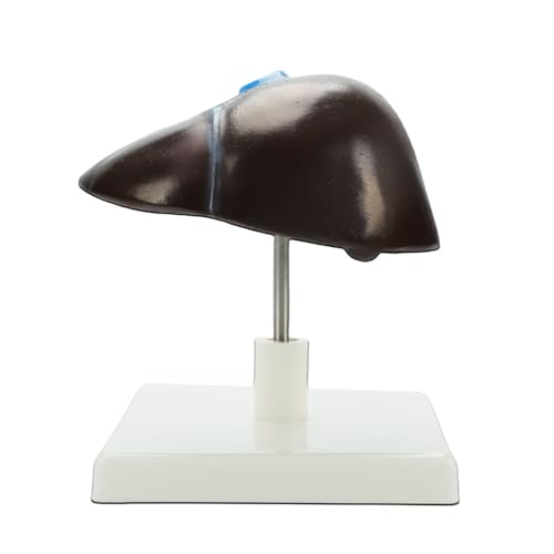 Lebensgroßes menschliches Leberanatomiemodell, anatomische Leberstruktur, Lehrwerkzeug für Wissenschaft, Labor, realistische PVC-Leberstruktur von Obotsnoi