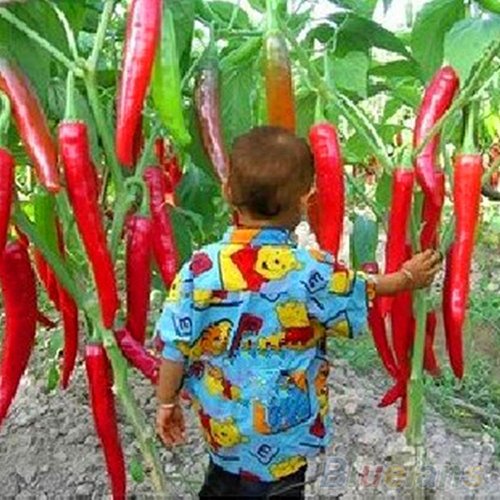 Chili-Samen für Zuhause, Garten, seltene Riesen-Gewürze, würzige rote Chili-Pfeffer von Oce180anYLV