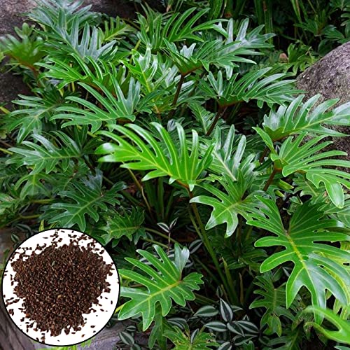 Oce180anYLVUK 150 teile/beutel Philodendron Samen schnell Wachstum geteiltes Blatt gute Ernte Gartenarbeit Baum Samen Geschenk für Hof Grün von Oce180anYLVUK