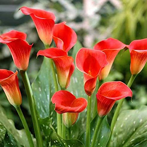 Oce180anYLVUK 200 Stück Nicht-GVO-Blumen samen Gemischte Calla-Samen Natürliches frisches Garten zubehör Orange von Oce180anYLVUK