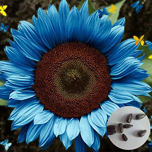 Oce180anYLVUK 50 teile/beutel Nicht-GVO-Pflanzens amen Hohe Keimung Blaue Sonnenblumen kerne Brilliant productive für die Pflanzung Sonnenblume von Oce180anYLVUK
