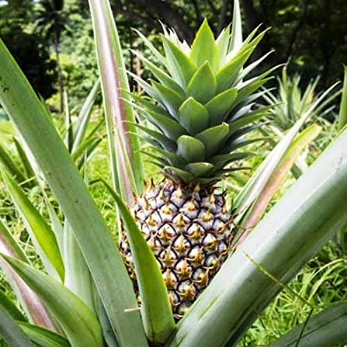 Oce180anYLVUK Ananassamen, 20 Stück/Beutel Saftige Gentechnikfreie Ananassamen Mehrjährige Ananas-Comosus-Fruchtsämlinge Für Die Landwirtschaft Ananas-Comosus-Samen von Oce180anYLVUK