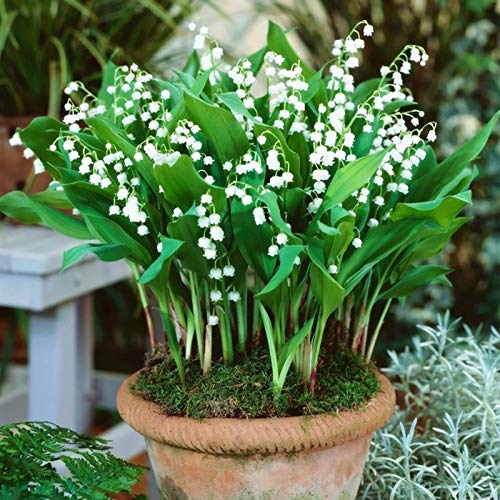 Oce180anYLVUK Bell Orchid Seeds, 100 Stück Beutel Bell Orchid Seeds Vitalität Bell Shape Auffällige Bell Orchid Seeds Für Den Garten Maiglöckchen-Samen von Oce180anYLVUK