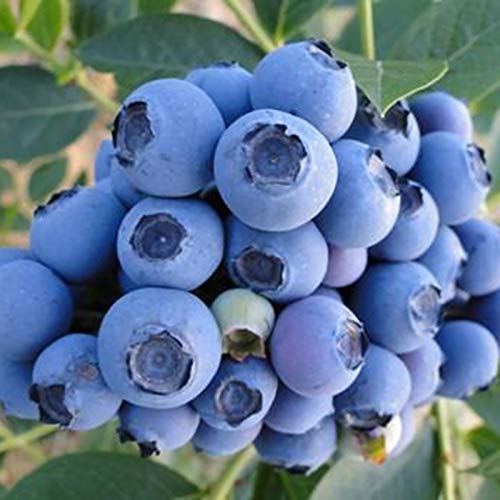 Oce180anYLVUK Blaubeersamen, 30 Stück Beutel Blaubeersamen Gemäßigtes Klima Trockenheitstoleranz Dunkelblau Ausgezeichnete Fruchtsamenproduktion Für Den Garten Blaubeersamen von Oce180anYLVUK