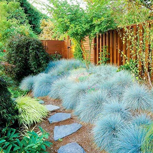 Oce180anYLVUK Blue Fescue Grassamen, 200 Stück Beutel Blue Fescue Grassamen High Yield Vital Landschaftsbau Festuca Glauca Balkon Garten Bonsai Sämlinge Blaue Schwingelsamen von Oce180anYLVUK