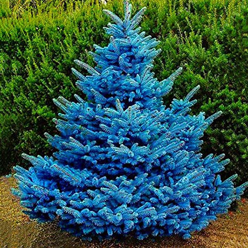 Oce180anYLVUK Blue Spruce Seeds, 100 Stück/Beutel Blue Spruce Seeds Non-GMO Neuartige Pflanze Jährliche Picea Pungens Garden Sämlinge Picea Pungens Samen von Oce180anYLVUK