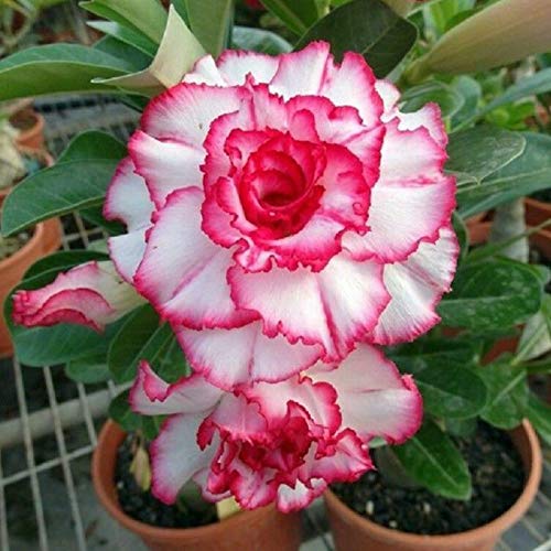 Oce180anYLVUK Desert Rose Seeds, 1 Beutel Desert Rose Seeds Seltener Und Auffälliger Balkon-Bonsai-Samen Für Den Garten Desert Rose Seeds von Oce180anYLVUK