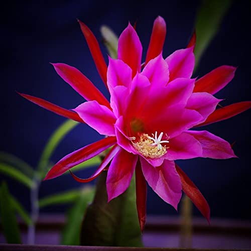 Oce180anYLVUK Epiphyllum Oxypetalum Seeds Blumensamen, 1 Beutel Epiphyllum Oxypetalum Seeds Hochertrag Einfach Zu Pflanzen Kleine Gartendekoration Rote Blumensamen Für Zu Hause Epiphyllum Samen von Oce180anYLVUK