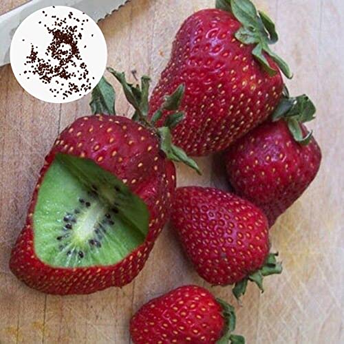 Oce180anYLVUK Erdbeer-Kiwi-Samen, 300 Stück/Beutel Erdbeer-Kiwi-Samen zum Überziehen, süße Staude, leicht, einfach zu kultivierende Pflanzensamen für den Korridor rot von Oce180anYLVUK