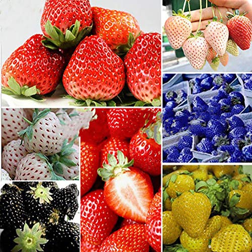 Oce180anYLVUK Erdbeersamen, 100 Stück/Beutel Mehrfarbige Vitaminreiche Erdbeersamen GVO-freie Fruchtsämlinge Für Die Landwirtschaft Gelb von Oce180anYLVUK