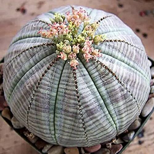 Oce180anYLVUK Euphorbia Obesa Seeds,20 Stück/Beutel Pflanzensamen Gute Ernte Schnell wachsendes Angiospermen Euphorbia Obesa Garden Seeds for DraußEn Drinnen Seeds 20Pcs von Oce180anYLVUK