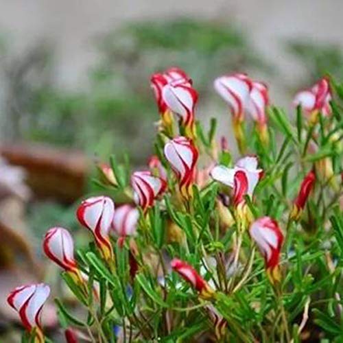 Oce180anYLVUK Grassamen, Blumen, Rasensamen, 1 Beutel Oxalis-Versicolor Small Prolific Grassamen Oxalis versicolor Samen von Oce180anYLVUK