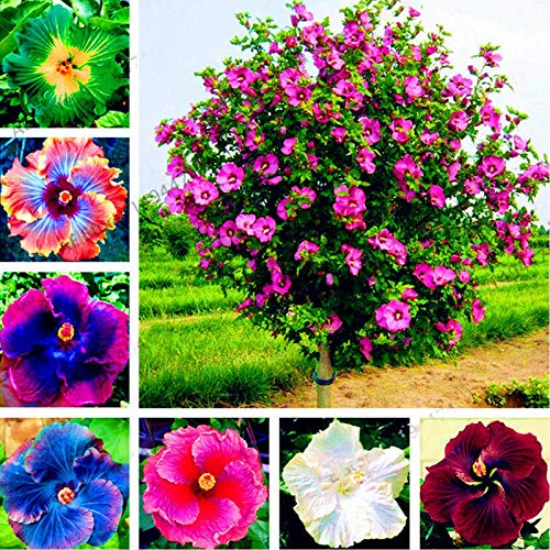 Oce180anYLVUK Hibiskus-Samen, 300 Stück Beutel Hibiskus-Samen Wunderschöne Riesenform, Die Rustikale Blumensamen Für Den Balkon Mischt Hibiskussamen # von Oce180anYLVUK