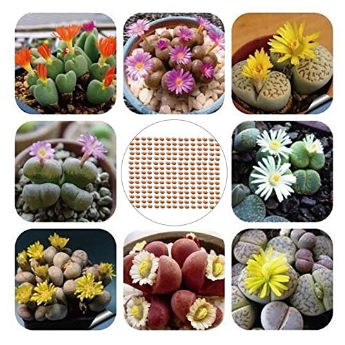 Oce180anYLVUK Lithops Samen, 200 Stück Beutel Lithops Samen Pflegeleichte Mehrjährige Pflanze Sukkulenten Pflanzen Im Freien Modell Office Seeds Lithops Samen von Oce180anYLVUK