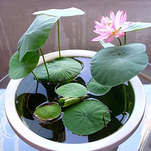 Oce180anYLVUK Lotus-Blumensamen, 100 Stück/Beutel Lotus-Blumensamen zum Pflanzen, blühende georgische, schnell wachsende, hervorragend produzierende Nelumbo-Samen für den Garten Rosa von Oce180anYLVUK