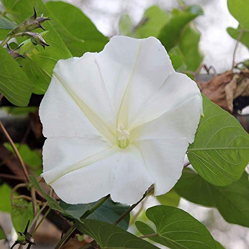 Oce180anYLVUK Moonflower Seeds, 100 Stück/Beutel Moonflower Seeds Schnell Wachsende Weiße Night Glory Duftende Blumensamen Für Den Garten Mondblumenkerne von Oce180anYLVUK