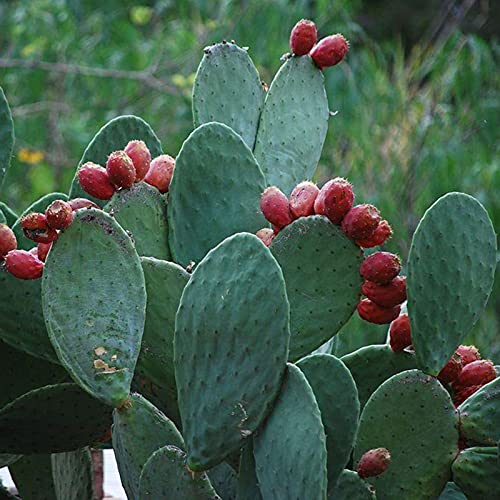 Oce180anYLVUK Opuntia Ficus-indica Seeds,1 Beutelsamen Produktive High Yield Kleine natürliche Opuntia Ficus-Indica Samen für den Balkon Opuntia ficus-indica seeds von Oce180anYLVUK