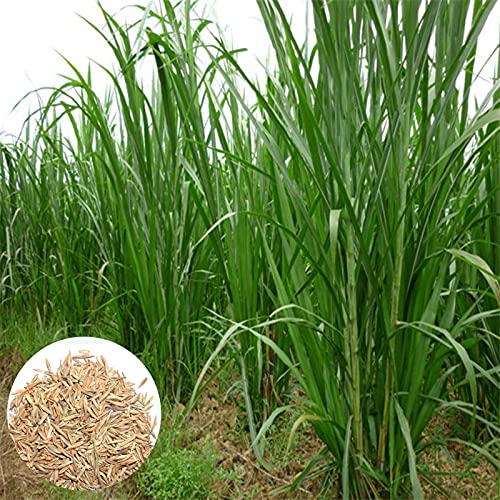 Oce180anYLVUK Pennisetum Purpureum Samen, 500 Stück Beutel Pennisetum Purpureum Non-GMO Gras Grüner Garten Bonsai Napier Grassamen Für Balkon Süße Elefantengrassamen von Oce180anYLVUK