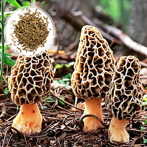 Oce180anYLVUK Pilz-Morchella-Samen, 2000 Stück Beutel Nicht-GVO-Pilz-Morchella-Samen Köstliche Georgische Gemüsesamen Für Den Garten Pilzsamen von Oce180anYLVUK