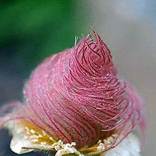 Oce180anYLVUK Prairie Smoke Seeds, 100 Stück Beutel Prairie Smoke Seeds Seltener Topf Seltene Blumensamen Spezielle DIY Bonsai Für Den Garten 1 von Oce180anYLVUK