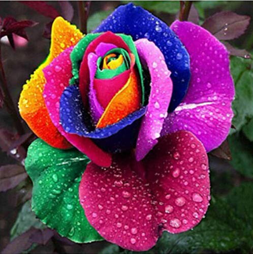 Oce180anYLVUK Rainbow Rose Seeds, 100 Stück Beutel Rainbow Rose Seeds Non-GMO Aromatische Jährliche Hausgarten Garten Blumensämlinge Für Balkon Rosensamen von Oce180anYLVUK