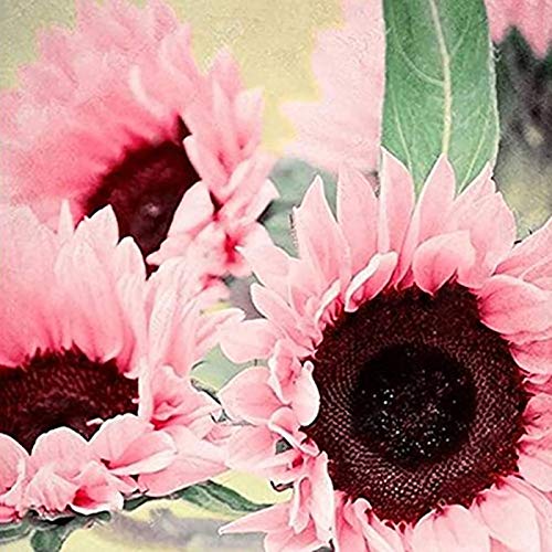 Oce180anYLVUK Rosa Sonnenblumenkerne, 50 Stück/Beutel Große Blumensamen Wasseranforderung Rosa Sonnenblumenkerne Für Fenster Sonnenblumenkerne von Oce180anYLVUK