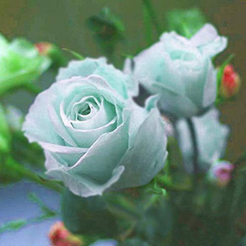 Oce180anYLVUK Rosensamen, 100 Stück Beutel Rosensamen Sweet Easy Planting Grüne Mehrjährige Pflanze Bonsai Rose Blumensamen Für Den Garten Blaue Rosensamen von Oce180anYLVUK