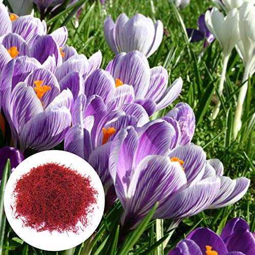 Oce180anYLVUK Safrankrokussamen, 200 Stück/Beutel Safrankrokussamen Faszinierende Fruchtbare Blütenpflanzensamen Für Den Garten Safran Krokus Samen von Oce180anYLVUK