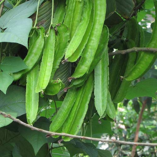 Oce180anYLVUK Winged Bean Seeds, 200 Stück/Beutel Winged Bean Seeds zum Überziehen, essbares, produktives Grün, gut belüftete, natürliche Tetragonolobus-Samen, Gartenbedarf Grün von Oce180anYLVUK