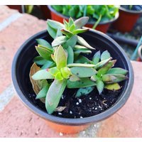 Dunkelrote Crassula Sukkulente Verwurzelt in 10 cm Topf Inklusive von OceanHillsNursery