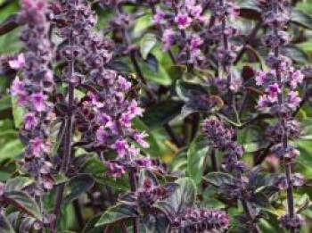 Strauchbasilikum 'Magic Blue', Ocimum basilicum 'Magic Blue', Topfware von Ocimum basilicum 'Magic Blue'